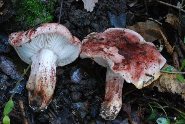 uscita prima della nevicata